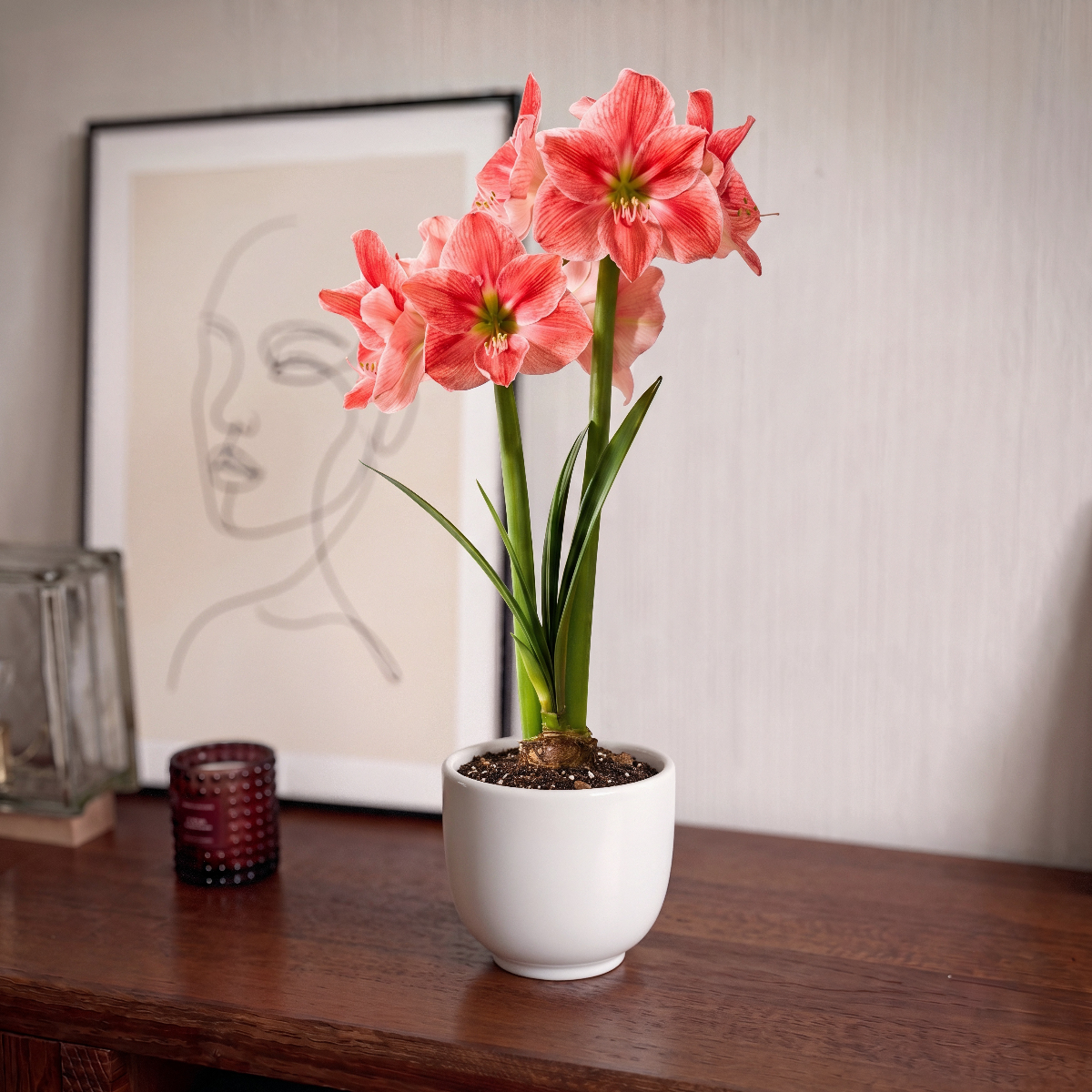 Amaryllis Sweet Cream