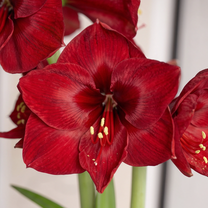 Amaryllis Red Reality