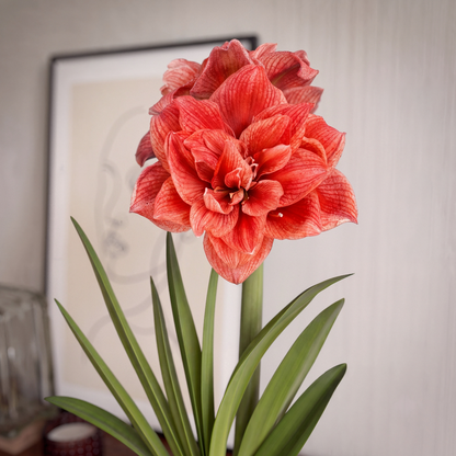 Amaryllis Cherry Amadeus