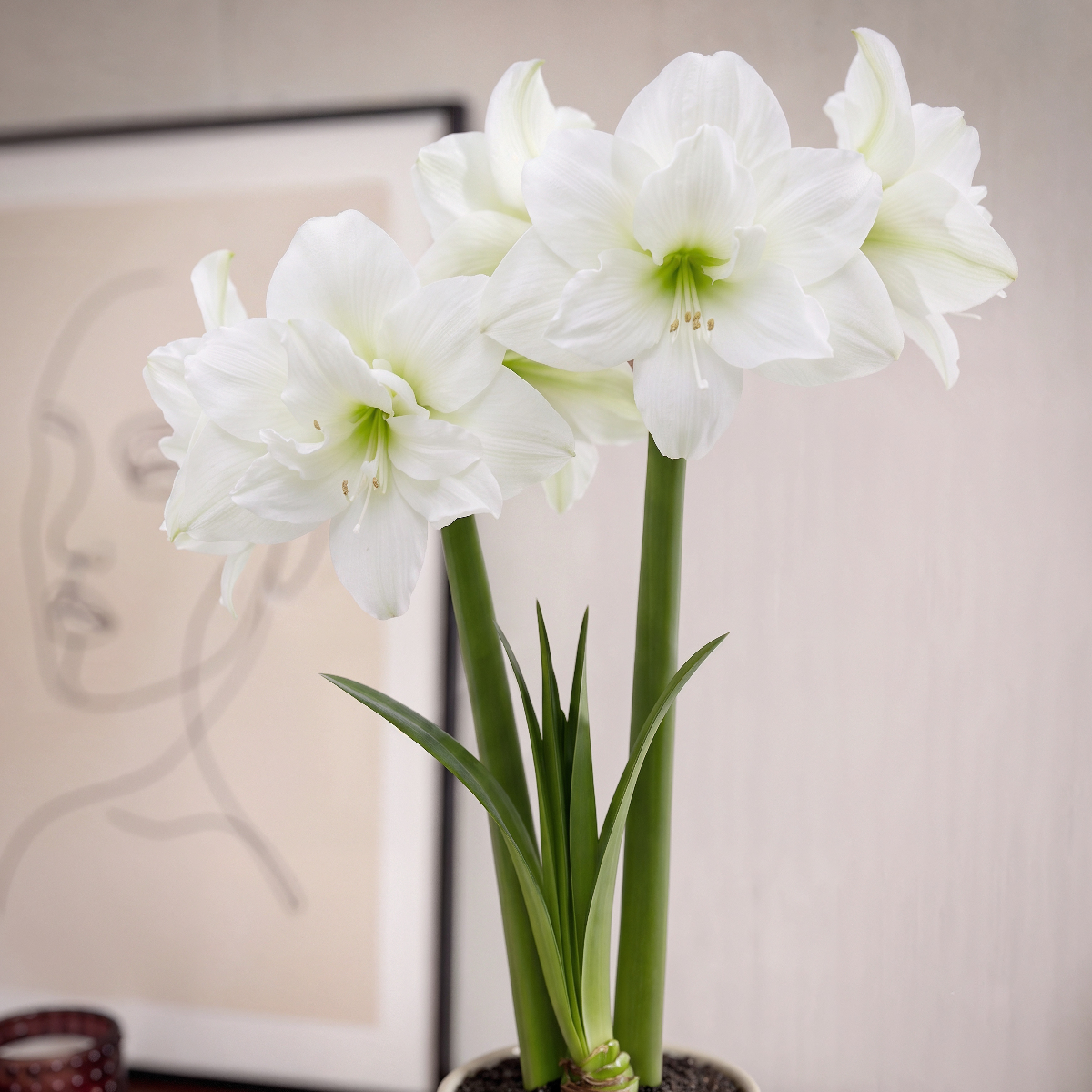 Amaryllis (Hippeastrum) Snow White