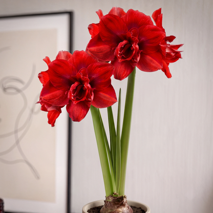 Amaryllis (Hippeastrum) #28