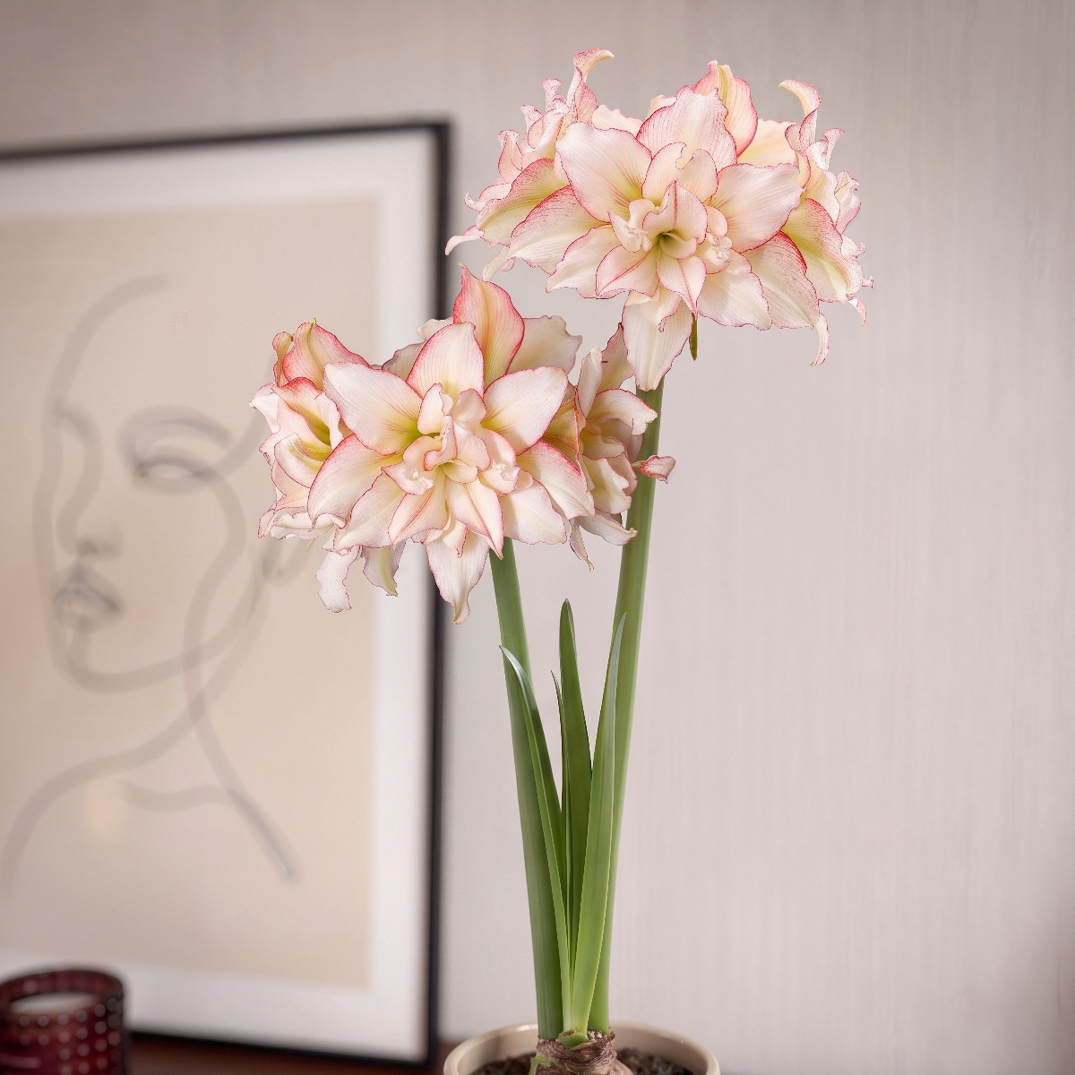 Amaryllis Harlequin