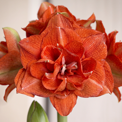 Amaryllis Benito