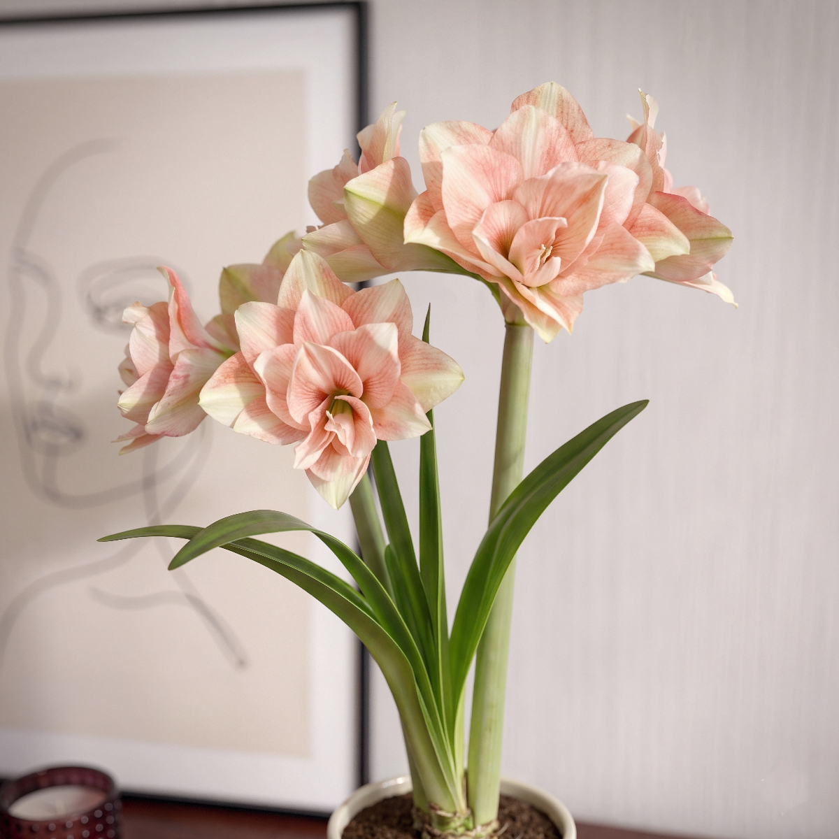 Amaryllis Pink Glory