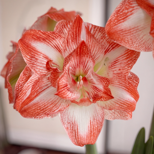 Amaryllis United Glory