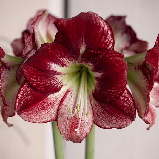 Amaryllis Flamenco Queen
