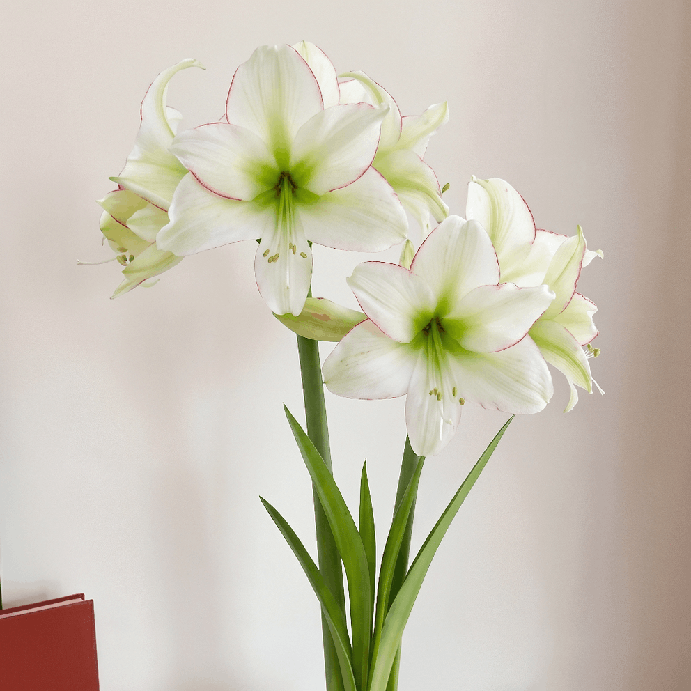 Amaryllis Sissi
