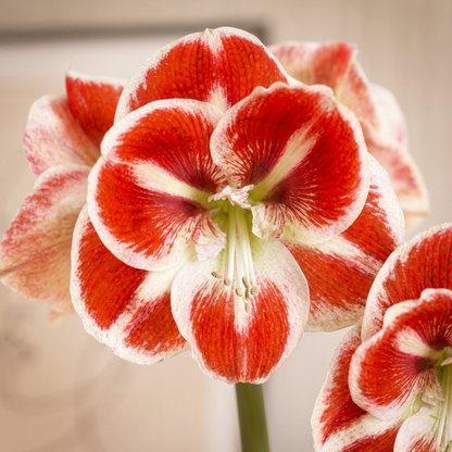 Amaryllis Samba