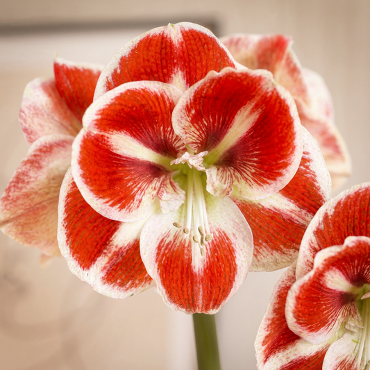 Amaryllis Samba