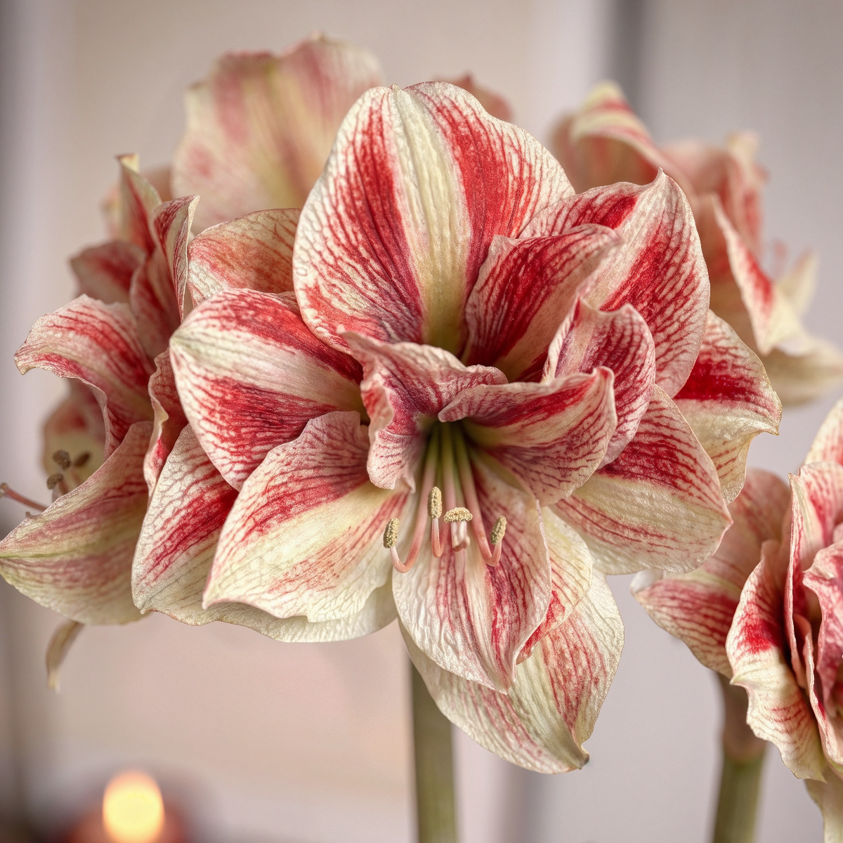 Amaryllis Bright Nymph