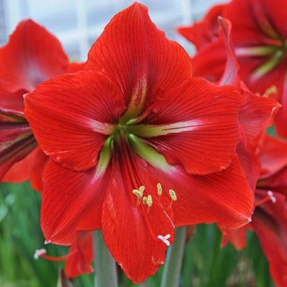 Amaryllis/Hippeastrum Napoli