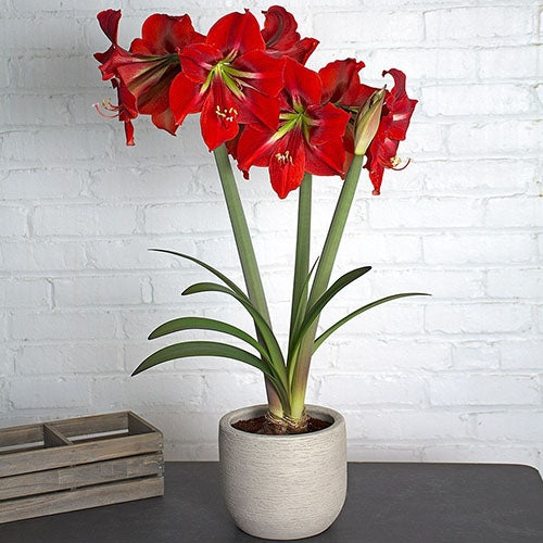 Amaryllis/Hippeastrum napoli