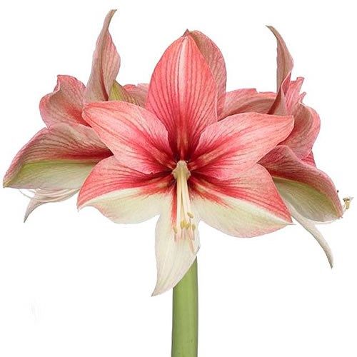 Amaryllis (Hippeastrum) Pink Amazon