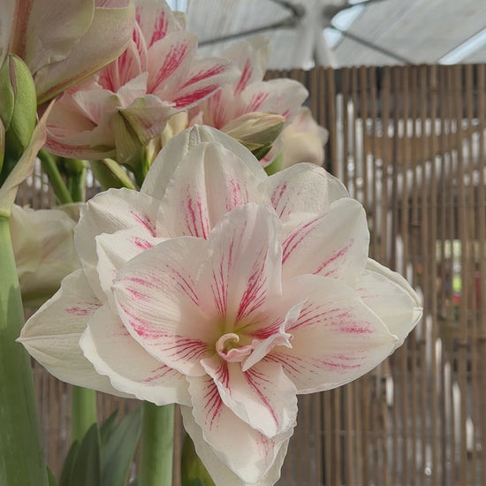 Amaryllis Aquaro