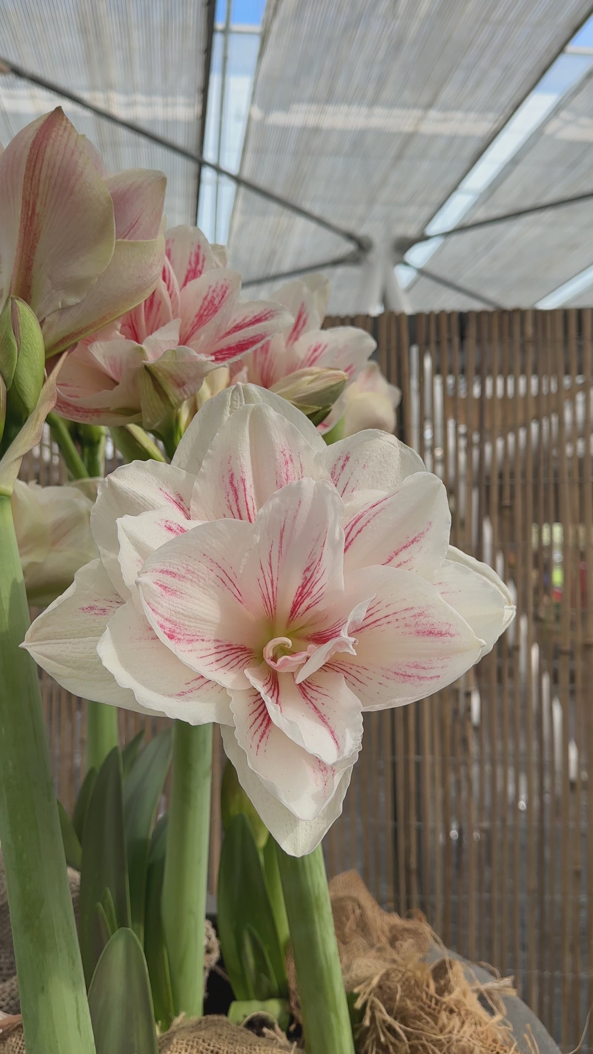 Amaryllis Aquaro