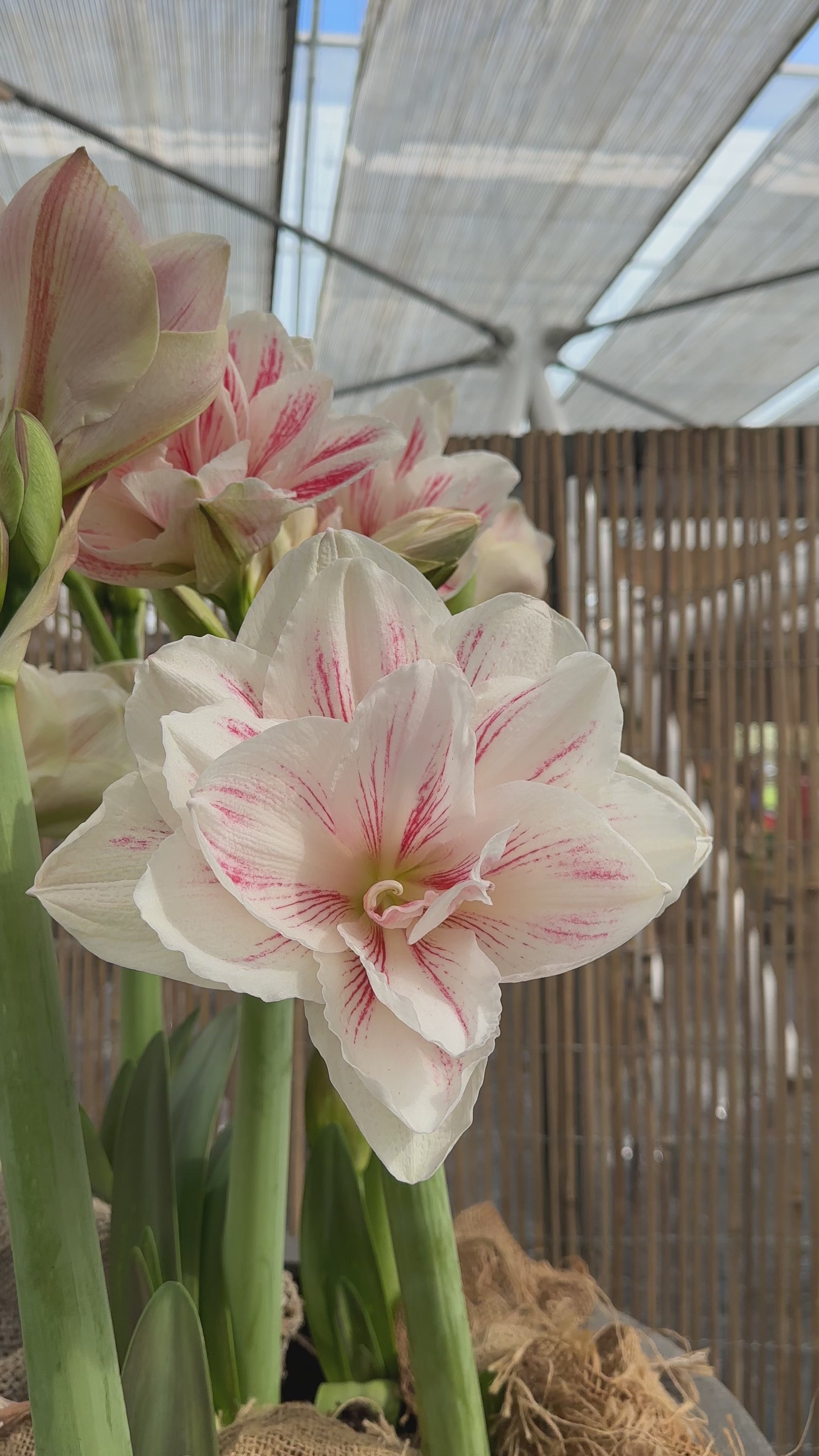 Amaryllis Aquaro