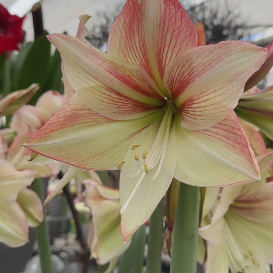 Amaryllis Coral Beach