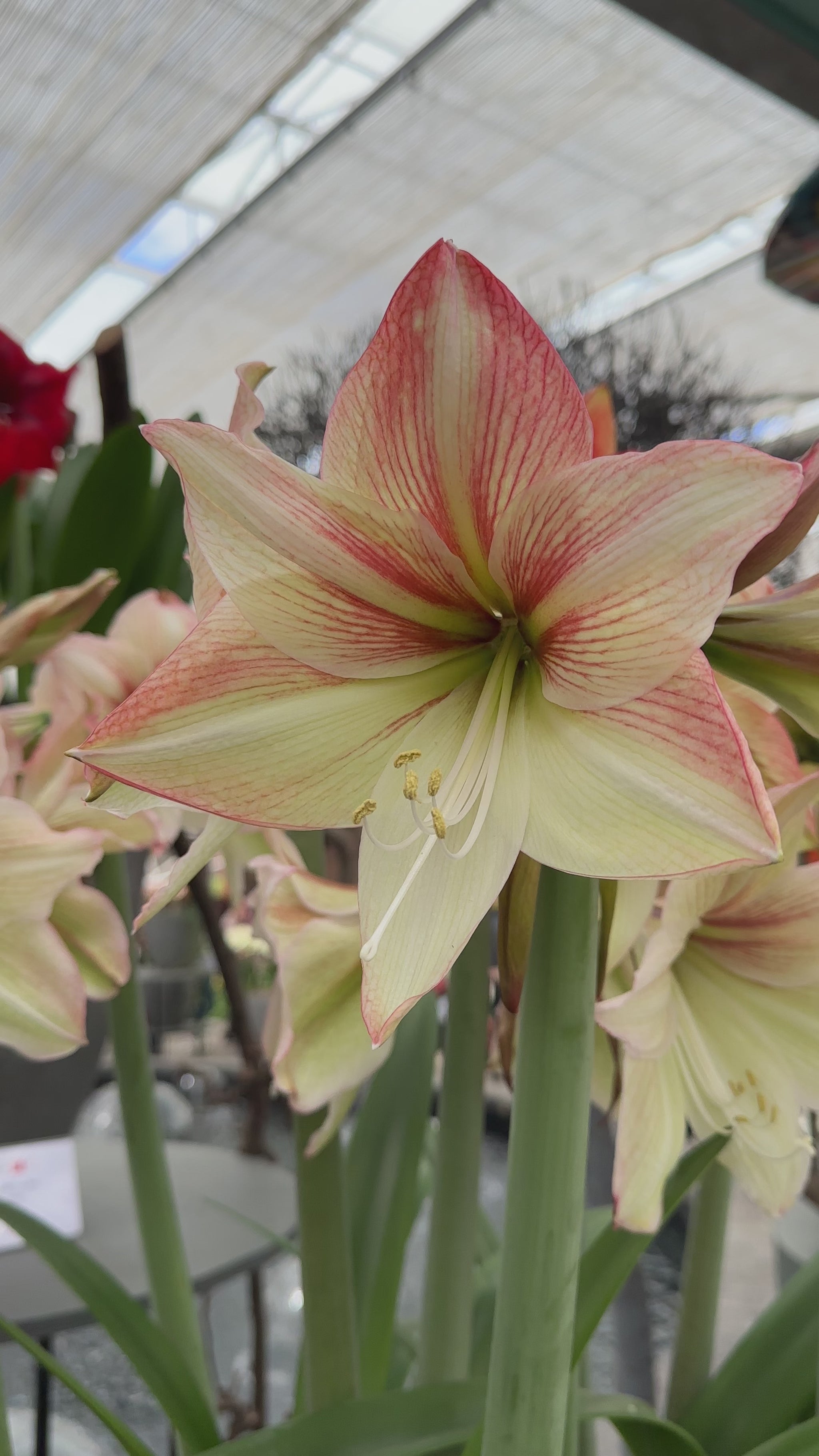 Amaryllis Coral Beach