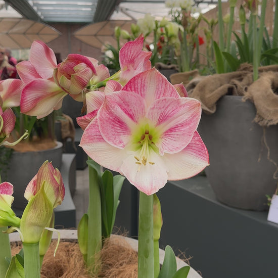 Amaryllis Cherry Blossom