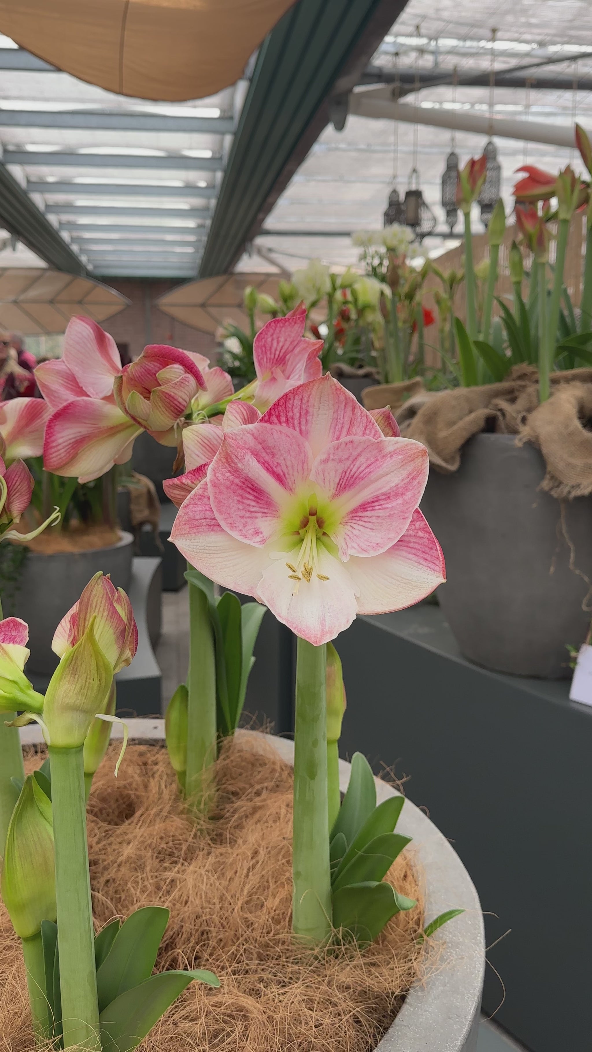 Amaryllis Cherry Blossom