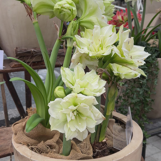 Amaryllis Marilyn