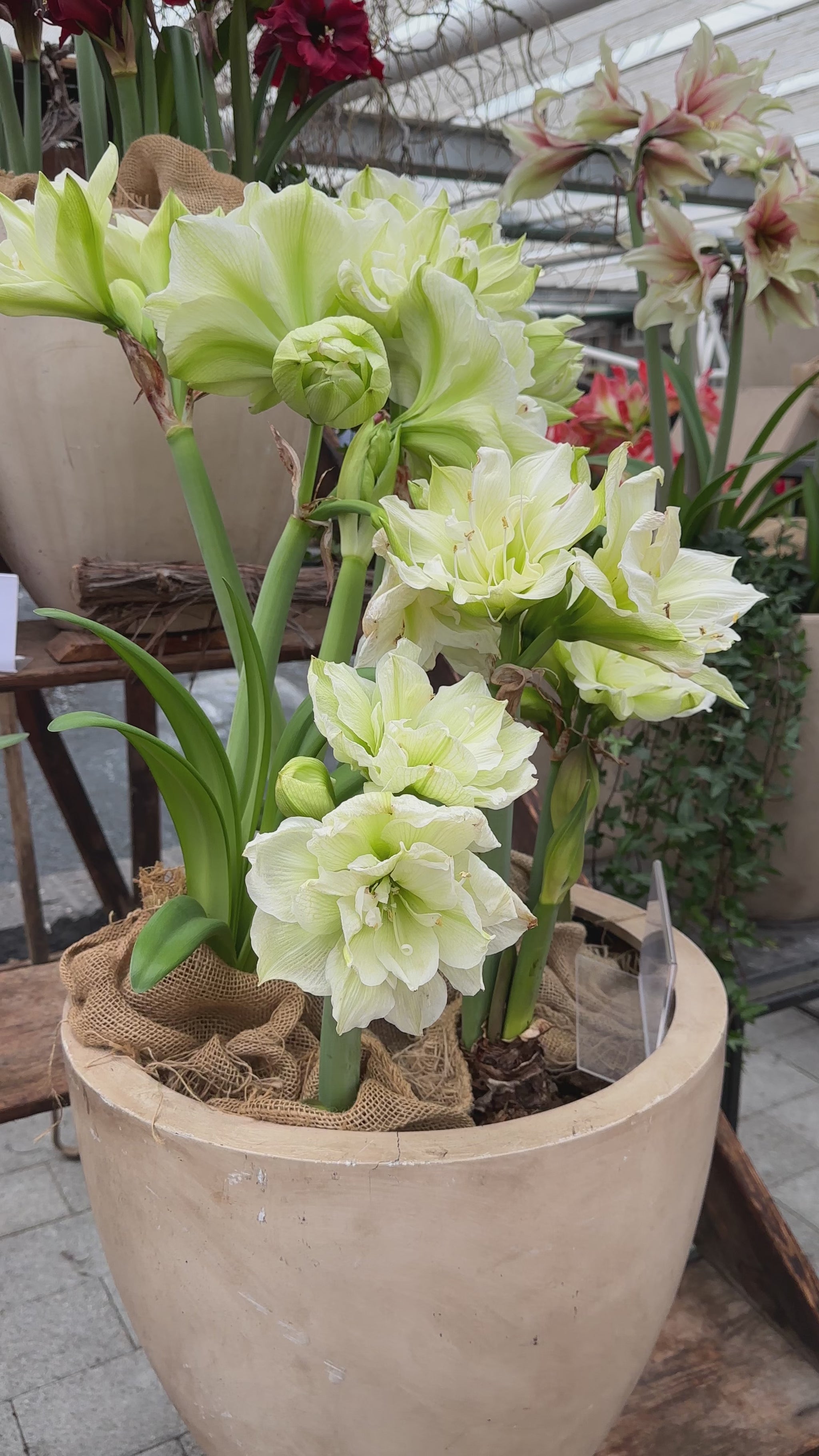 Amaryllis Marilyn