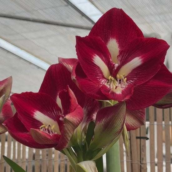 Amaryllis Barbados