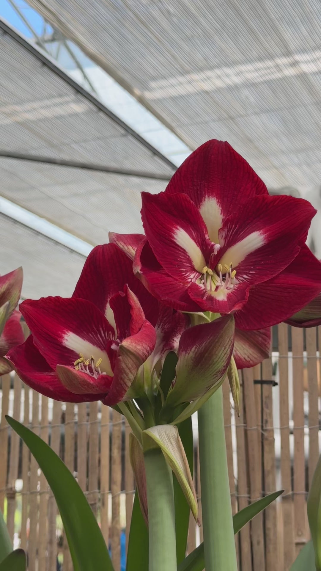 Amaryllis Barbados