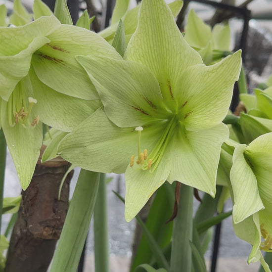 Amaryllis Green Valley