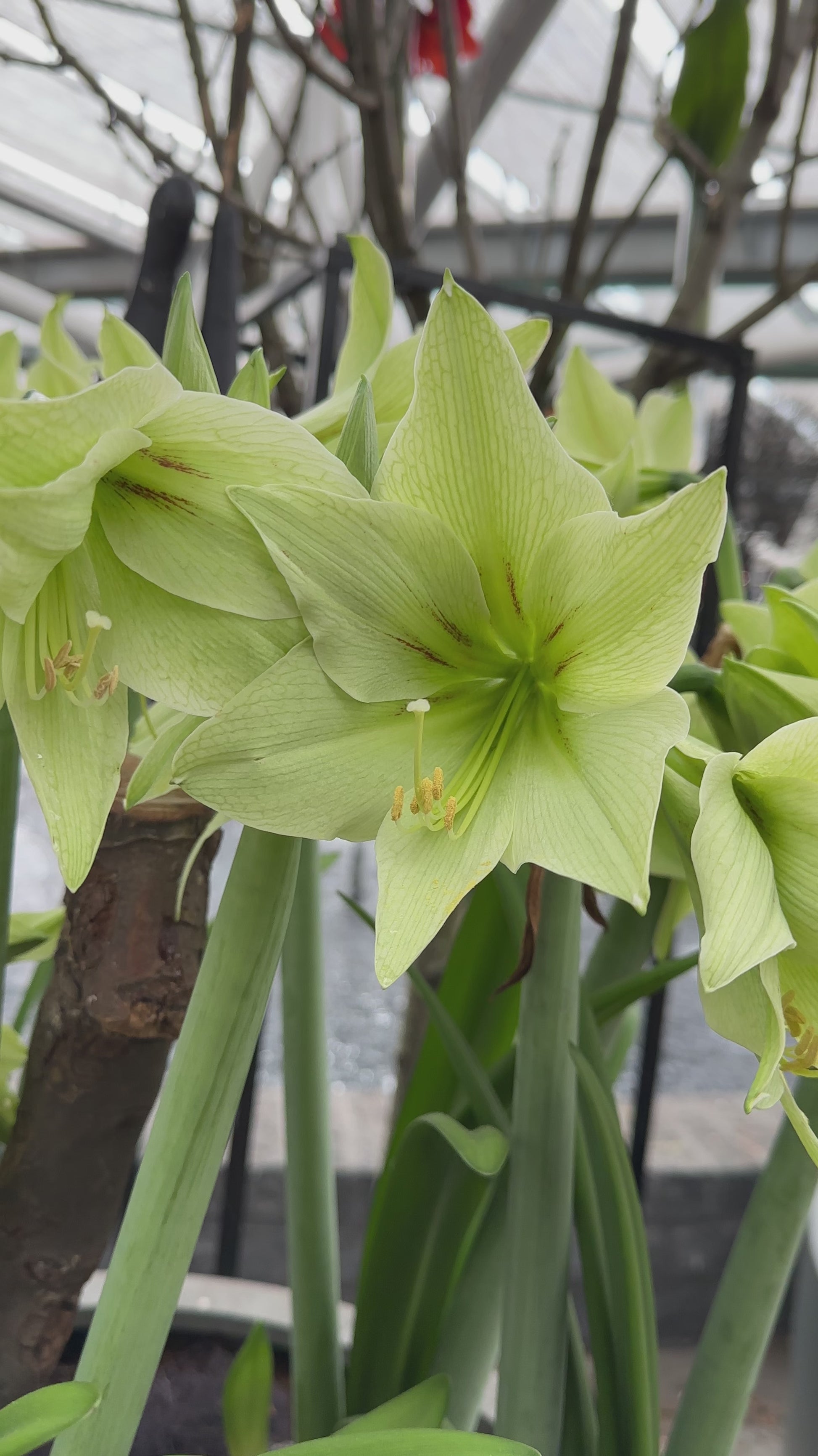 Amaryllis Green Valley