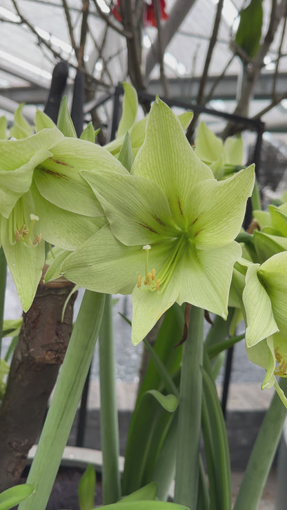Amaryllis Green Valley