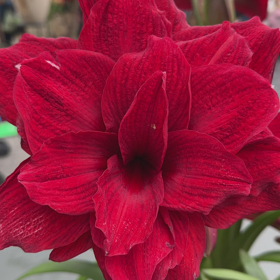 Amaryllis Amarantia