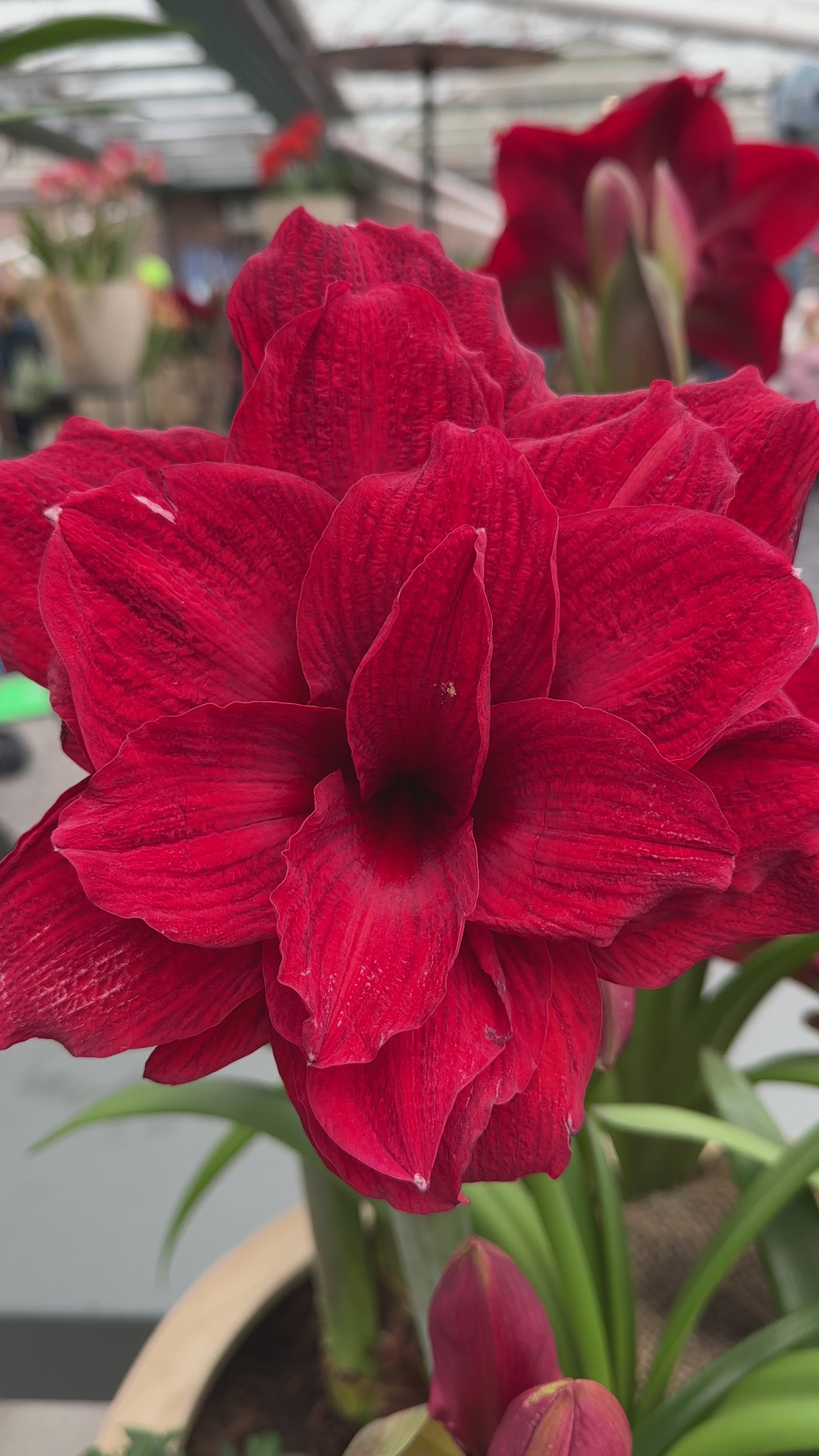 Amaryllis Amarantia