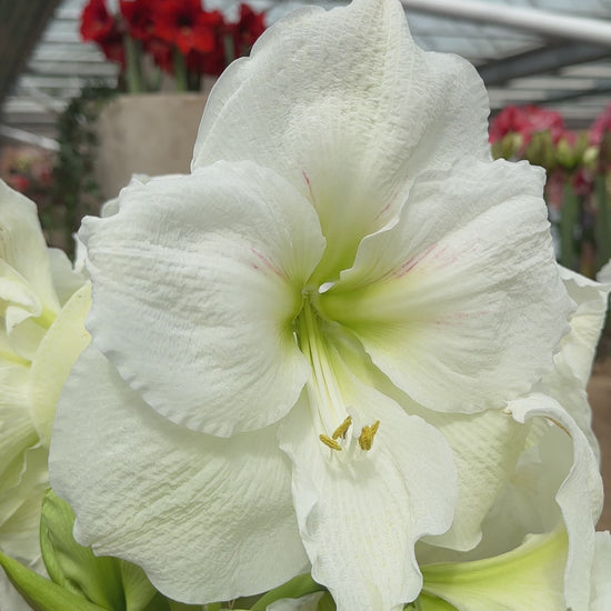 Amaryllis Moscow