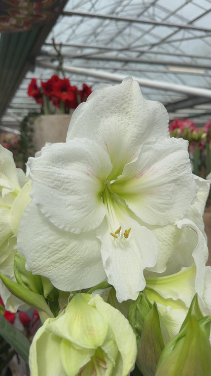 Amaryllis Moscow