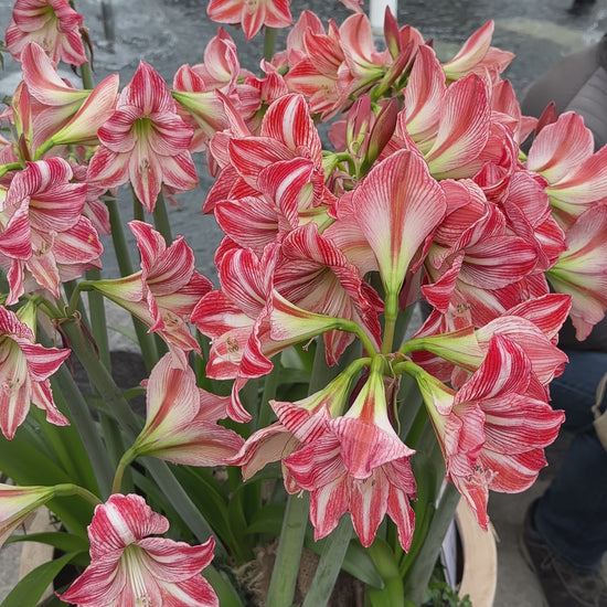 Amaryllis Fairytale