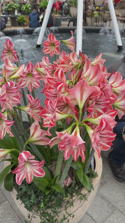Amaryllis Fairytale