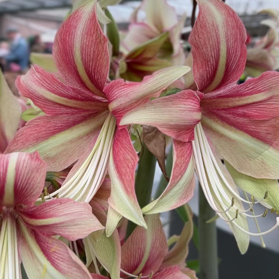 Amaryllis Dance Valley