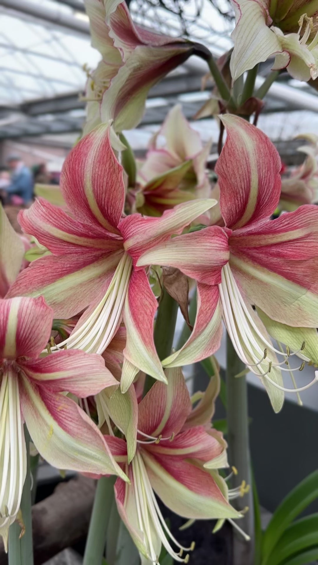 Amaryllis Dance Valley