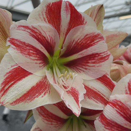 Amaryllis Superstar