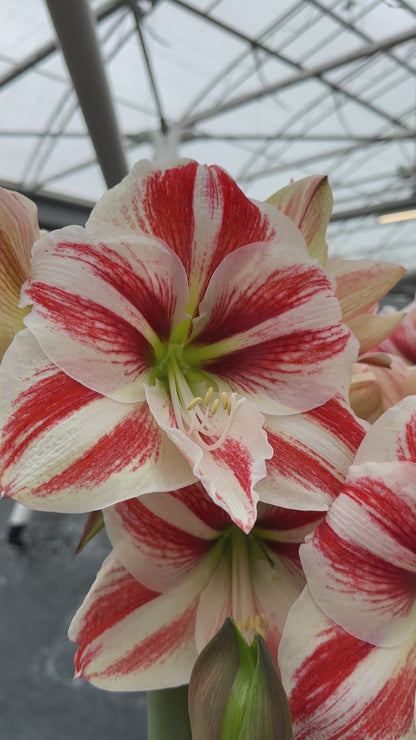 Amaryllis Superstar