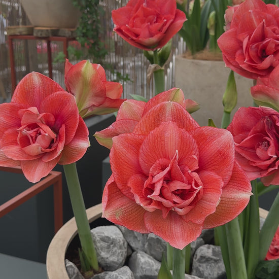 Amaryllis Benito