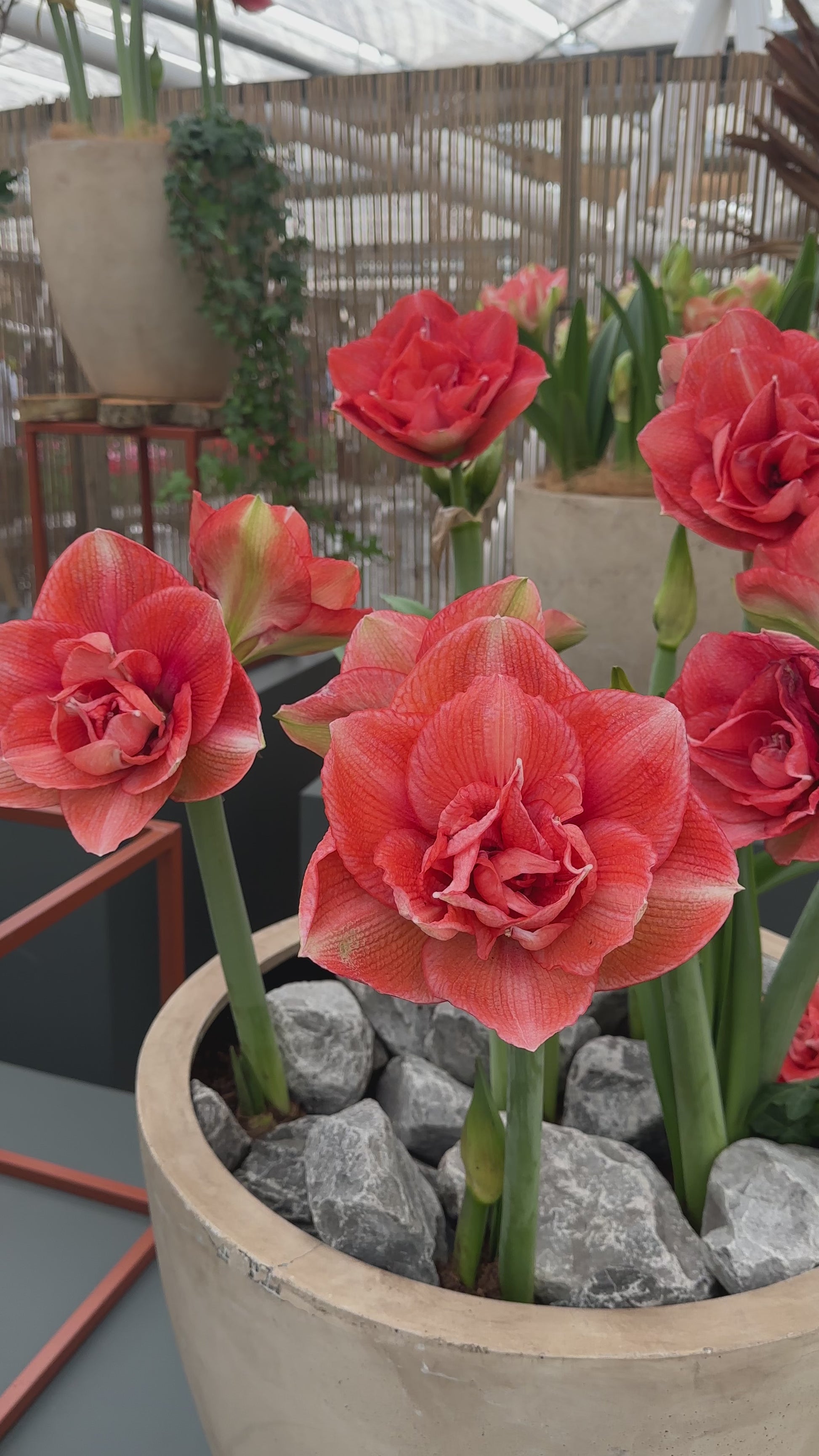 Amaryllis Benito