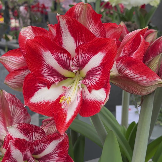 Amaryllis Pierrot
