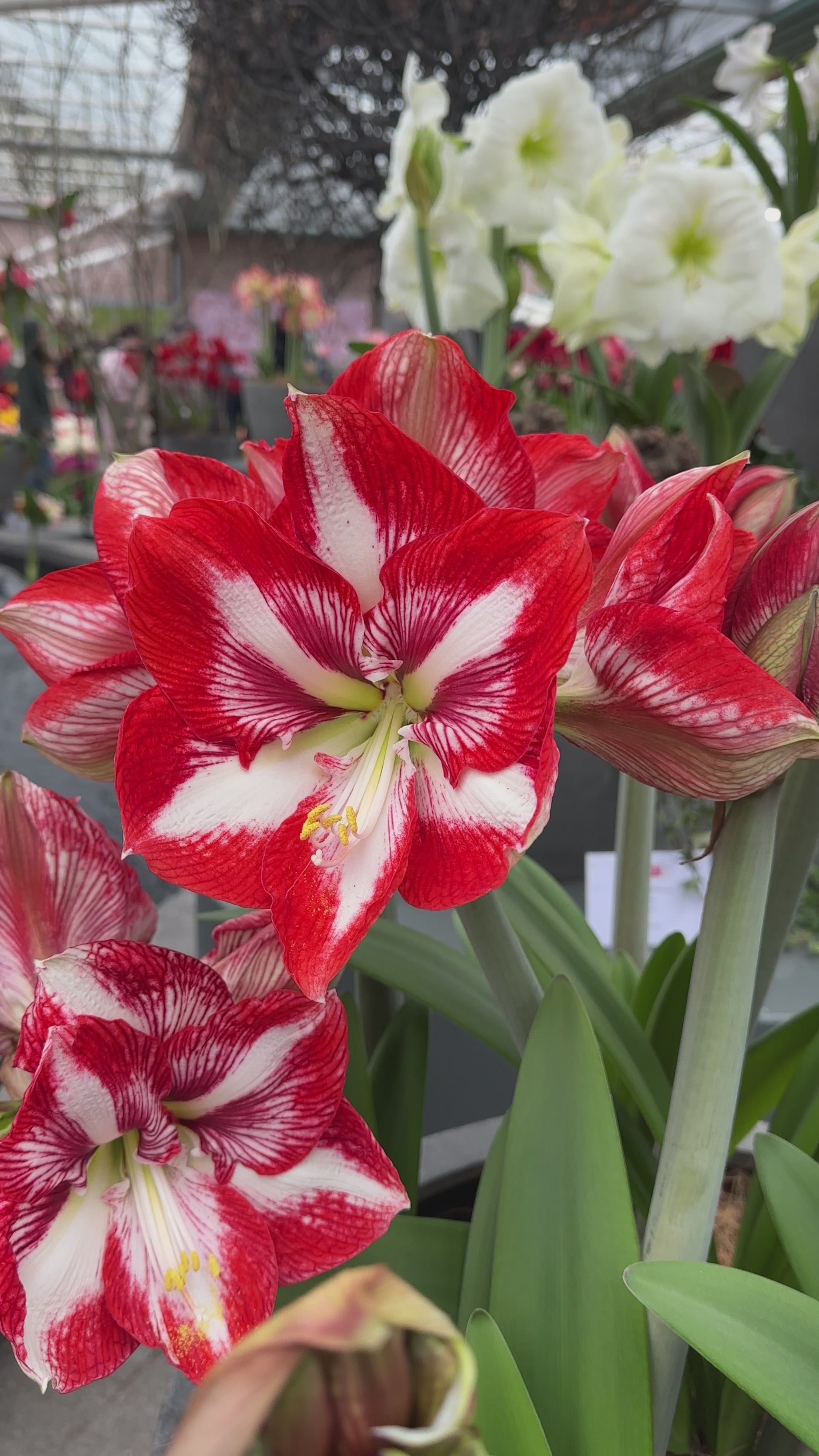 Amaryllis Pierrot