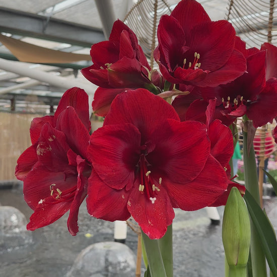Amaryllis Ferrari
