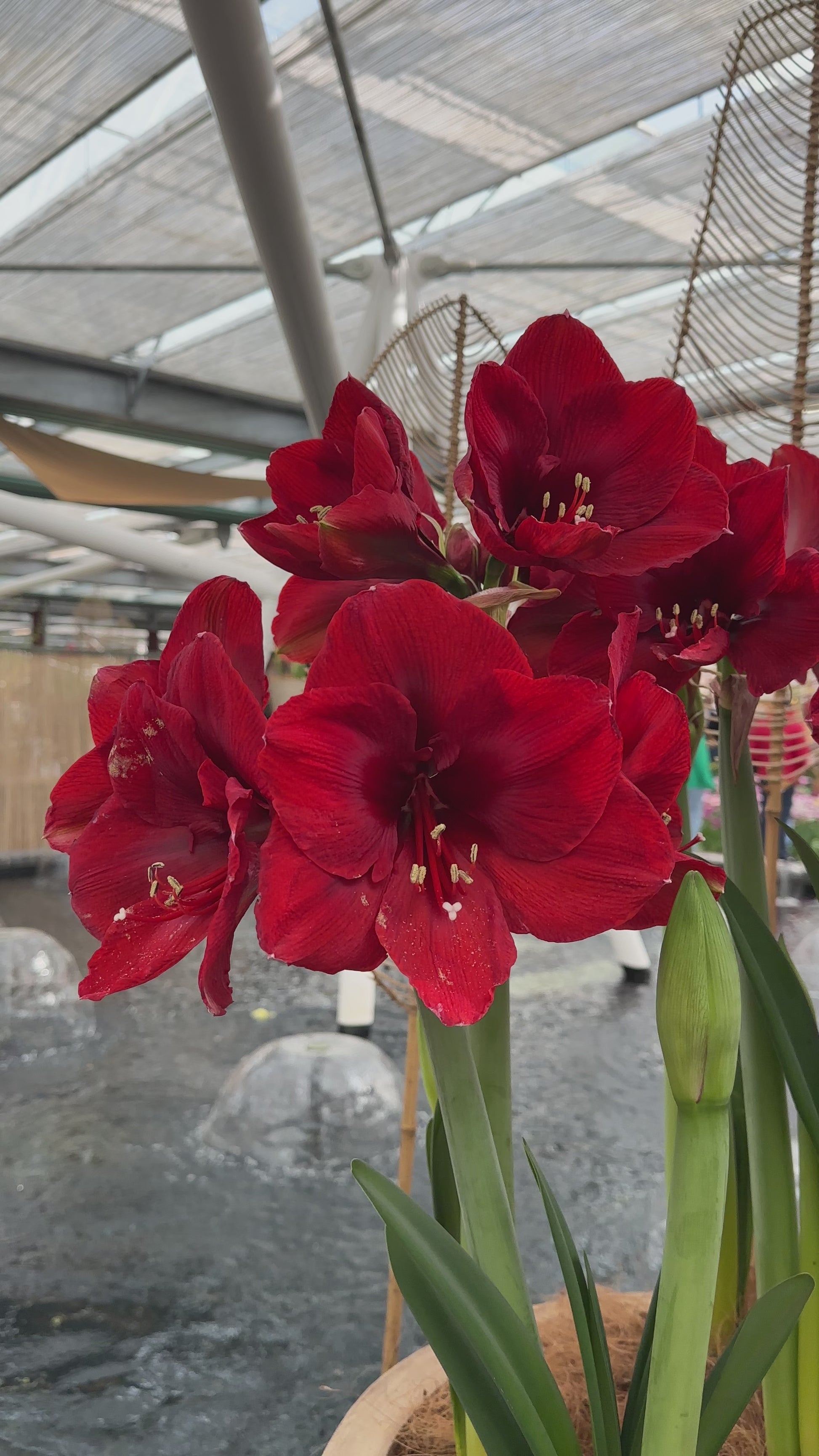 Amaryllis Ferrari
