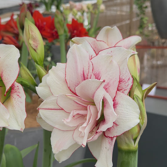 Amaryllis Elvas