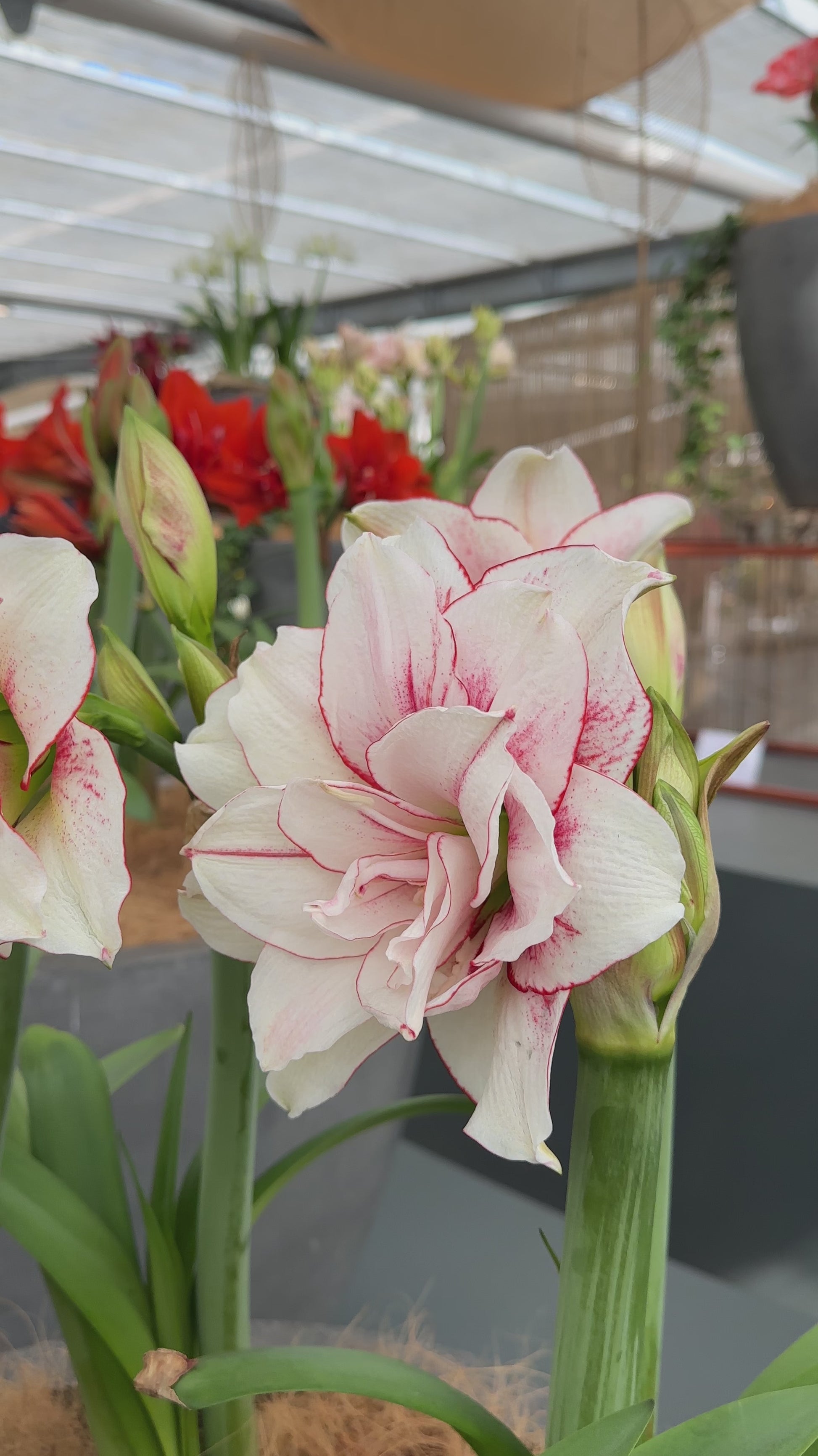Amaryllis Elvas