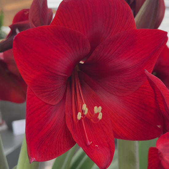 Amaryllis Floris Hekker